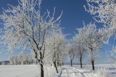 Streuobstwiese-an-einem-eiskalten-Sonntagmorgen