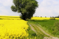 Wanderweg-zum-Untreusee-im-Mai-vom-Eppenreuther-Weg-aus-gesehen