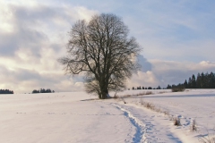 Wanderweg-zum-Untreusee-im-Winter-vom-Eppenreuther-Weg-aus-gesehen
